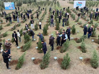 Nərimanov rayonunda 8 Noyabr – Zəfər Gününə həsr edilmiş ağacəkmə aksiyası keçirilib.