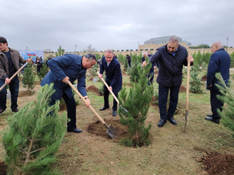 Nərimanov rayonunda 8 Noyabr – Zəfər Gününə həsr edilmiş ağacəkmə aksiyası keçirilib.