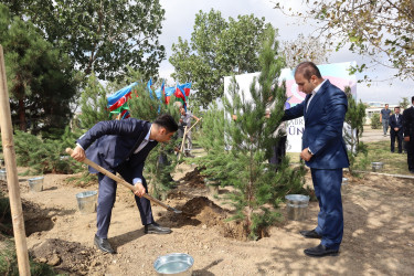 Nərimanov rayonunda 27 sentyabr – Anım Günü ilə əlaqədar ağacəkmə aksiyası keçirilib.