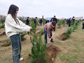 Nərimanov rayonunda 8 Noyabr – Zəfər Gününə həsr edilmiş ağacəkmə aksiyası keçirilib.
