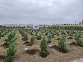 Nərimanov rayonunda 8 Noyabr – Zəfər Gününə həsr edilmiş ağacəkmə aksiyası keçirilib.