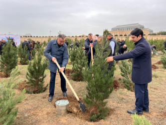 Nərimanov rayonunda 8 Noyabr – Zəfər Gününə həsr edilmiş ağacəkmə aksiyası keçirilib.