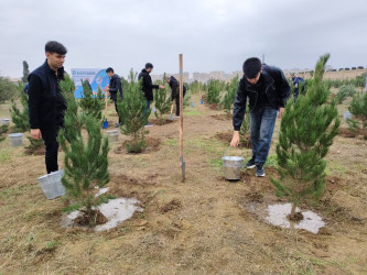 Nərimanov rayonunda 8 Noyabr – Zəfər Gününə həsr edilmiş ağacəkmə aksiyası keçirilib.