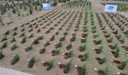 Nərimanov rayonunda 8 Noyabr – Zəfər Gününə həsr edilmiş ağacəkmə aksiyası keçirilib.