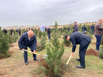 Nərimanov rayonunda 8 Noyabr – Zəfər Gününə həsr edilmiş ağacəkmə aksiyası keçirilib.
